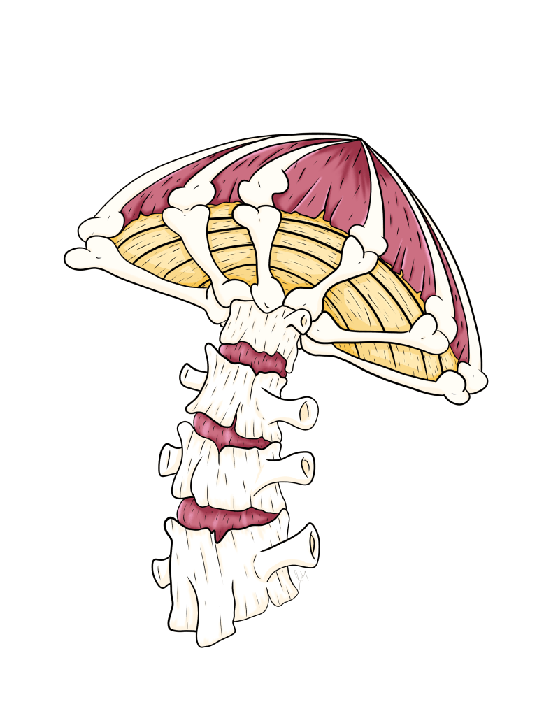 Bone Mushroom